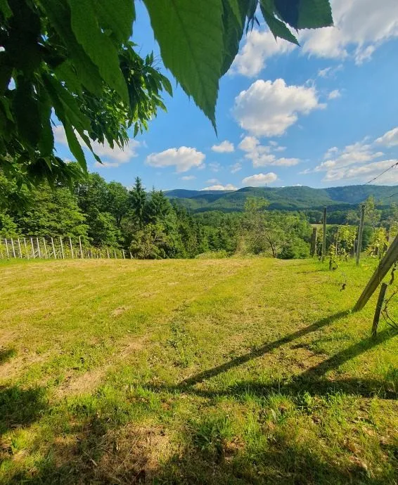 Vinograd: Kraljev Vrh, 600m2, za postavu klijeti, uzgoj ili pčelarstvo - Kraljev Vrh, Jakovlje