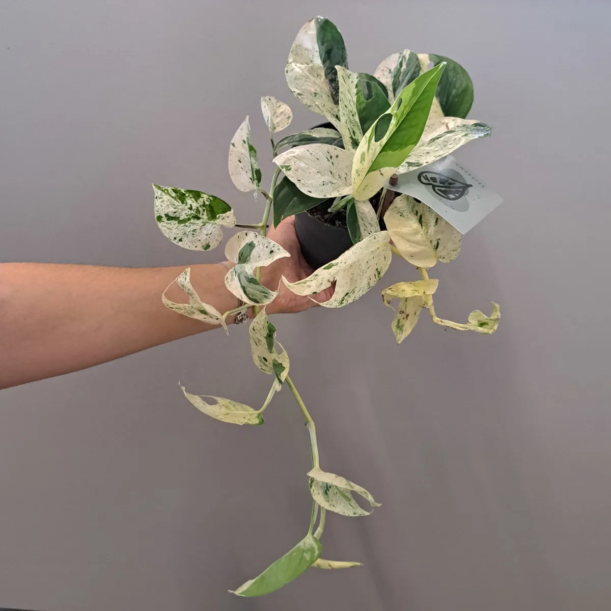 epipremnum pinn “marble variegated” - slika 3