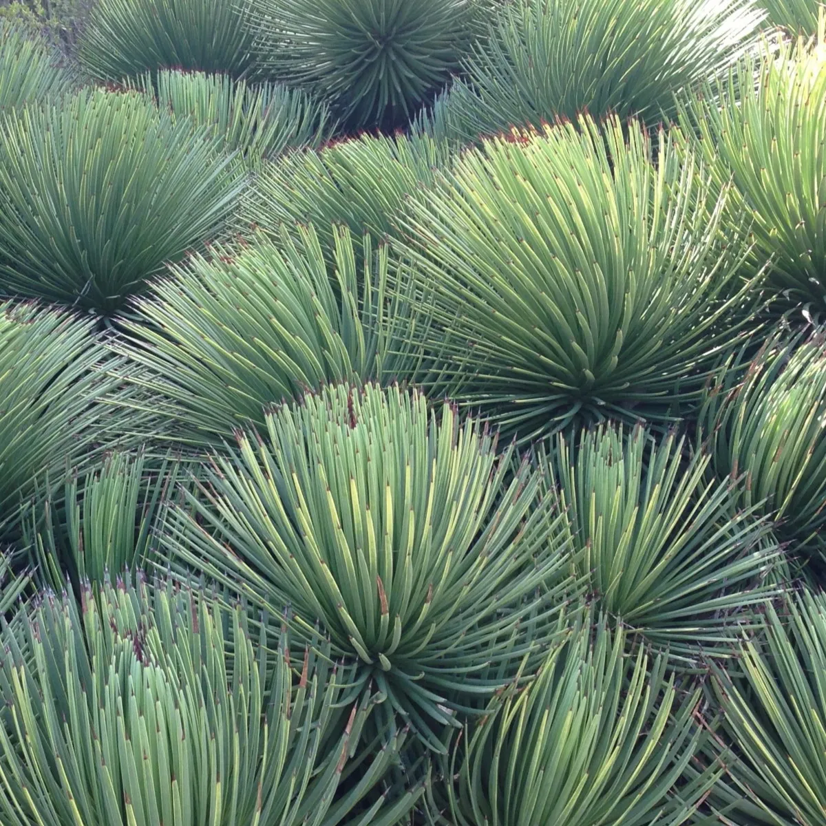 agave stricta ‘nana’ - slika 4