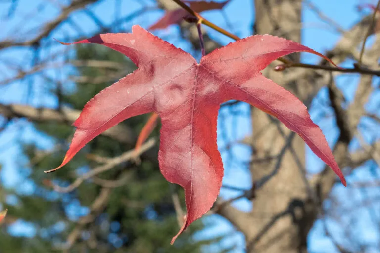 liquidambar styraciflua - slika 2
