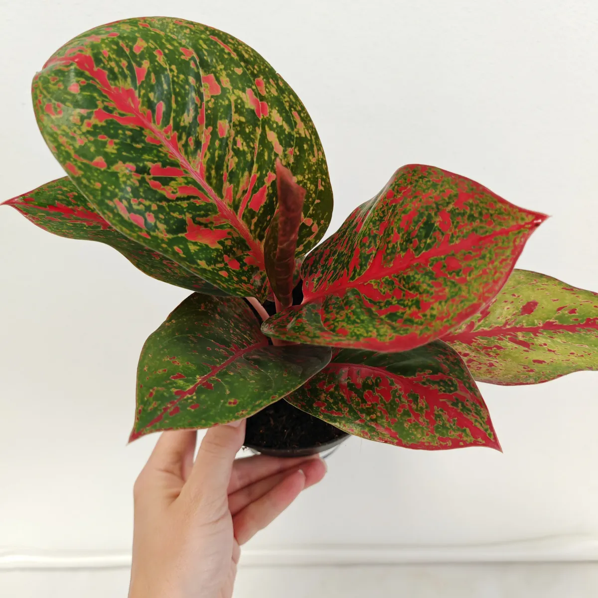 aglaonema ‘red sprinkles’ - slika 4