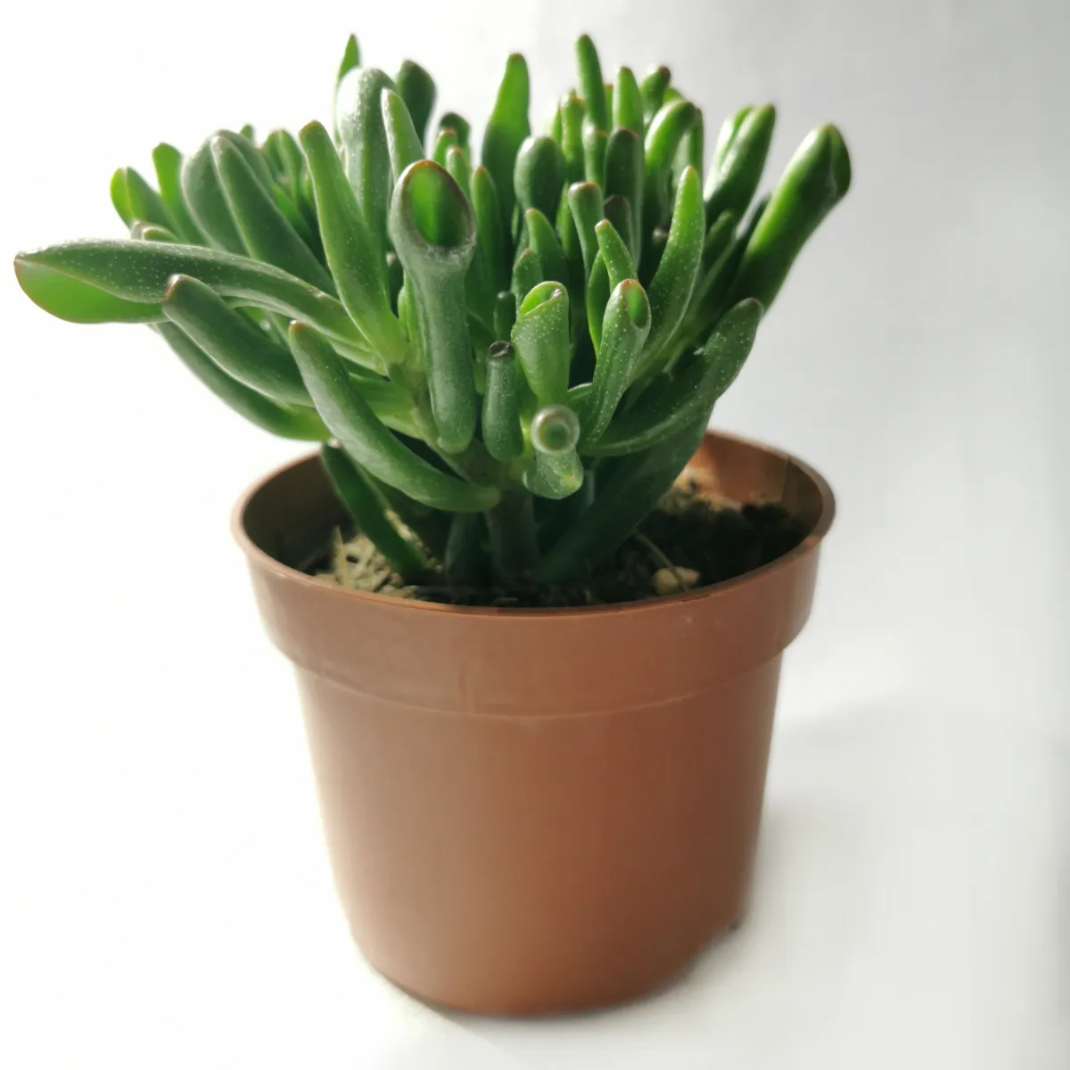 crassula o. “gollum”/drvo novca - slika 2