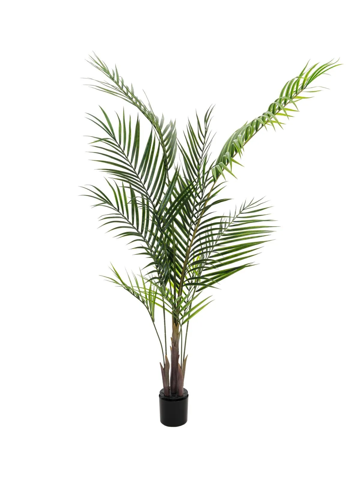 EUROPALMS Areca palm with big leaves, 165cm - Križevci