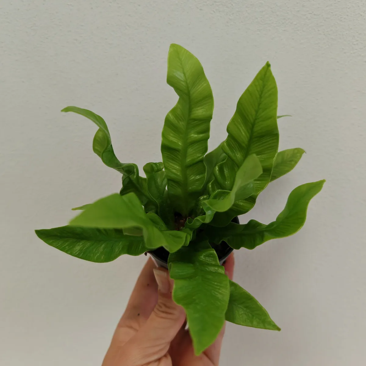 asplenium nidus ‘crispy wave’ - slika 2