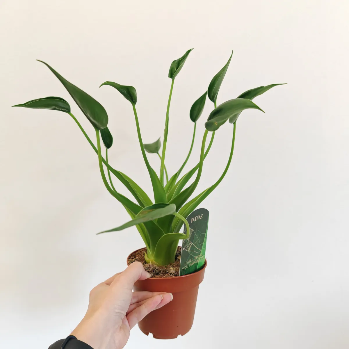 alocasia “tiny dancers” - slika 2