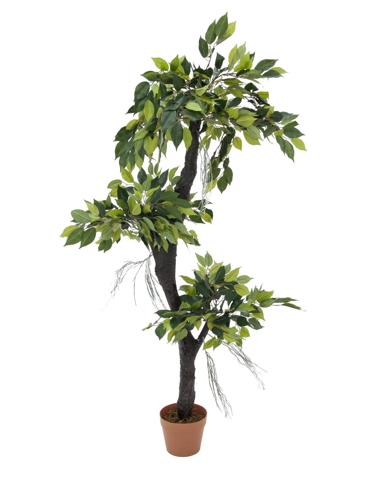 EUROPALMS Ficus Forest Tree, 150cm - Split