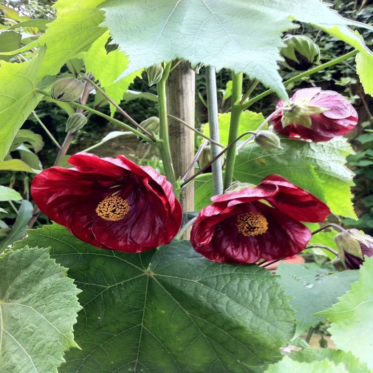 abutilon “sobni javor” - slika 2