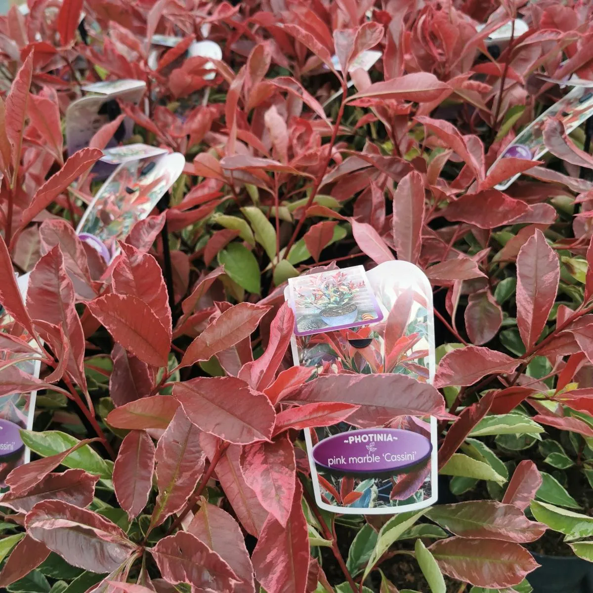 PHOTINIA FR. “Pink Marble” - Nurkovac, Brestovac