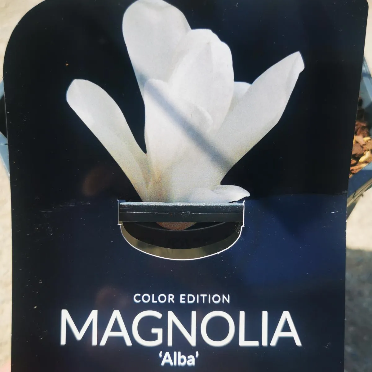 MAGNOLIA “Alba” mirisna - Nurkovac, Brestovac