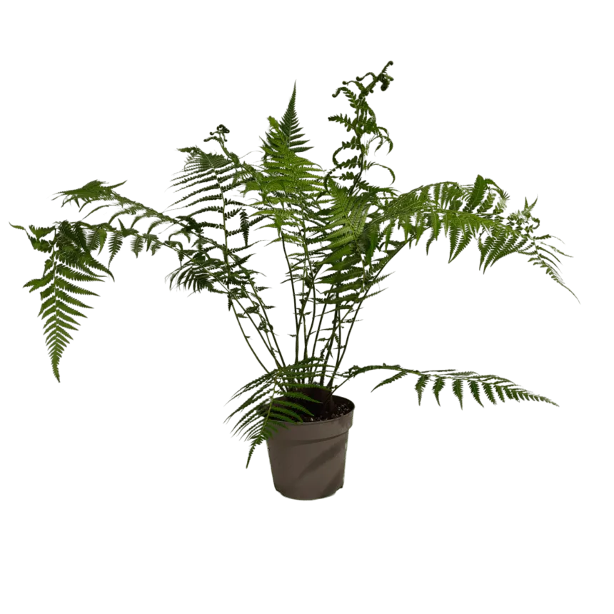 dicksonia antarctica - slika 2