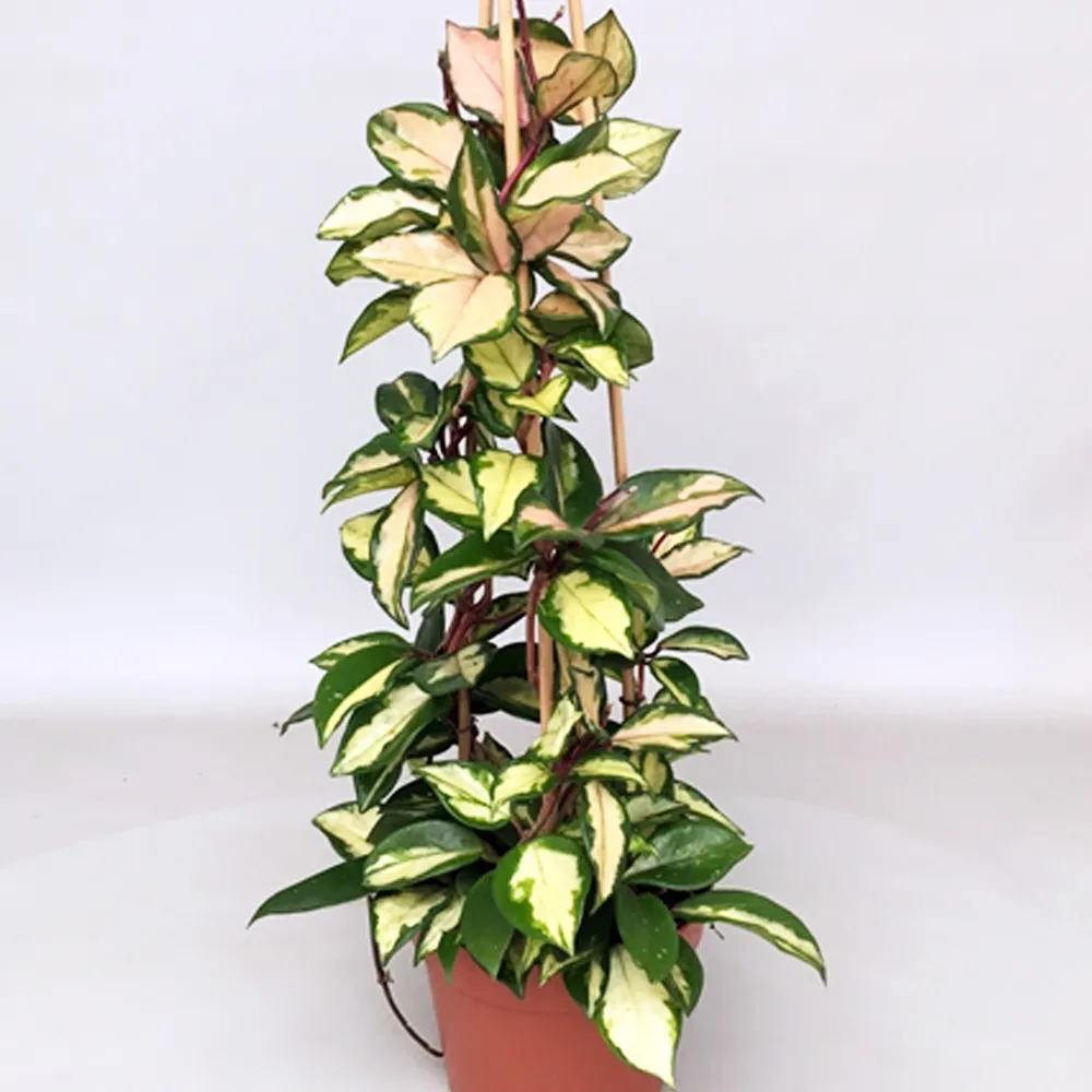 hoya carnosa “tricolor” - slika 3