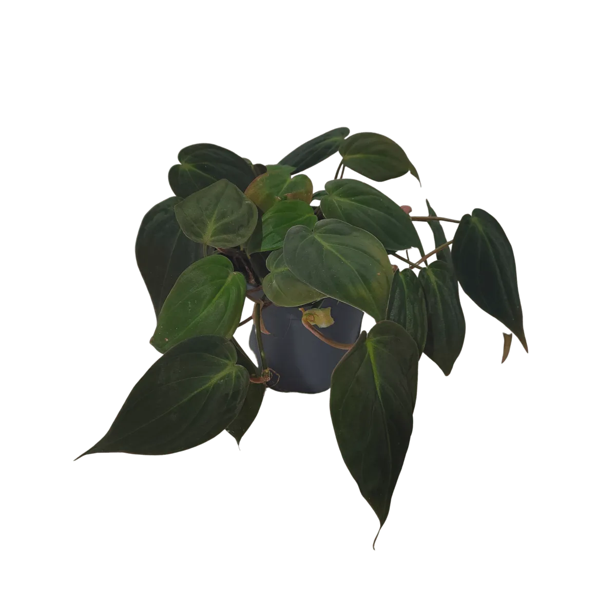 PHILODENDRON SCANDENS “Micans” - Brestovac