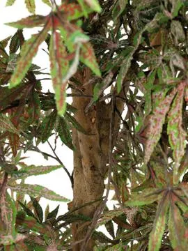 europalms ash-leaved maple, green, 220cm - slika 2