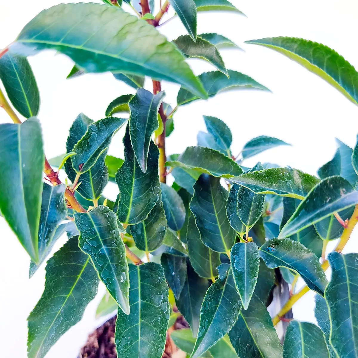 prunus l. “angustifolia”p.lovor višnja - slika 5