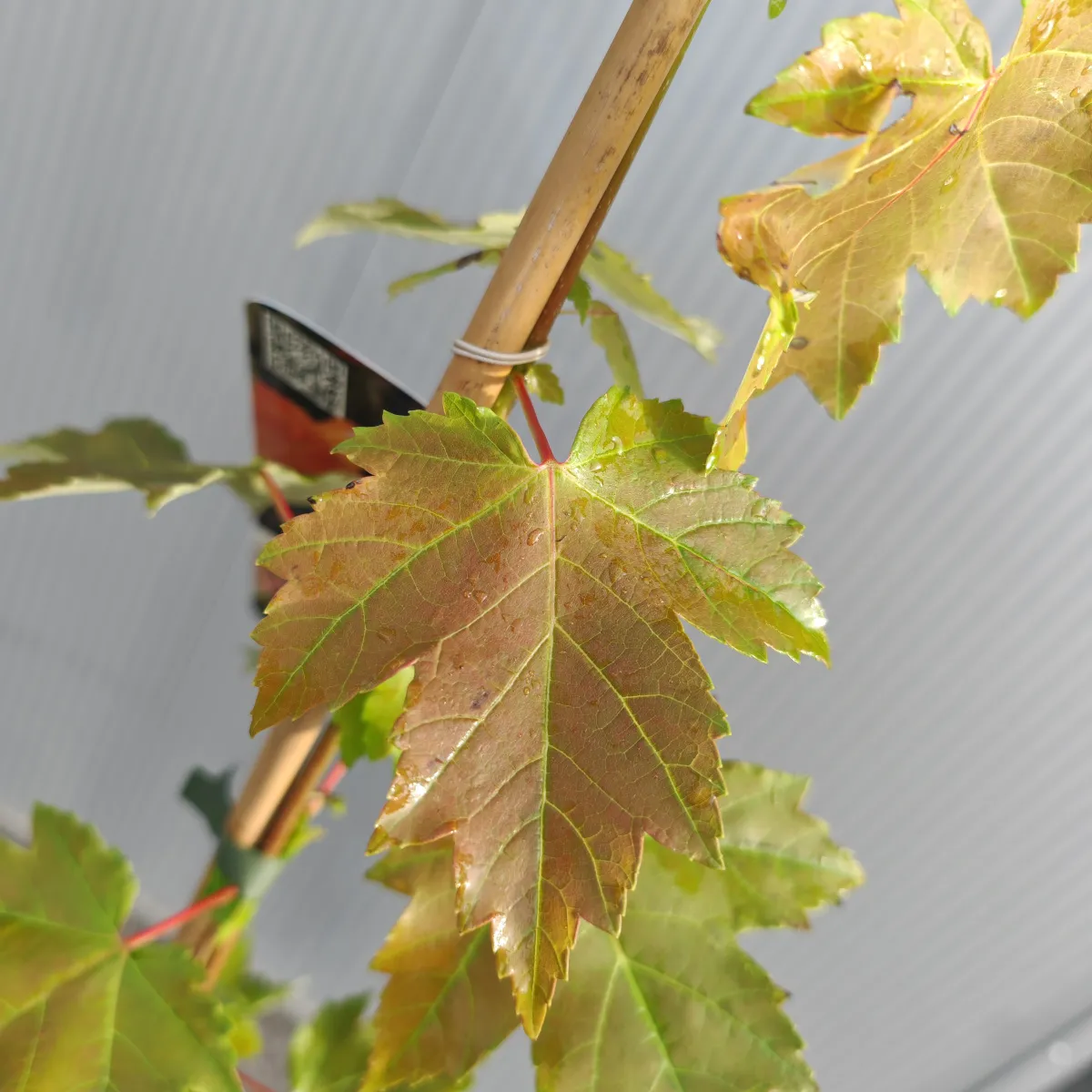 acer rubrum - slika 4
