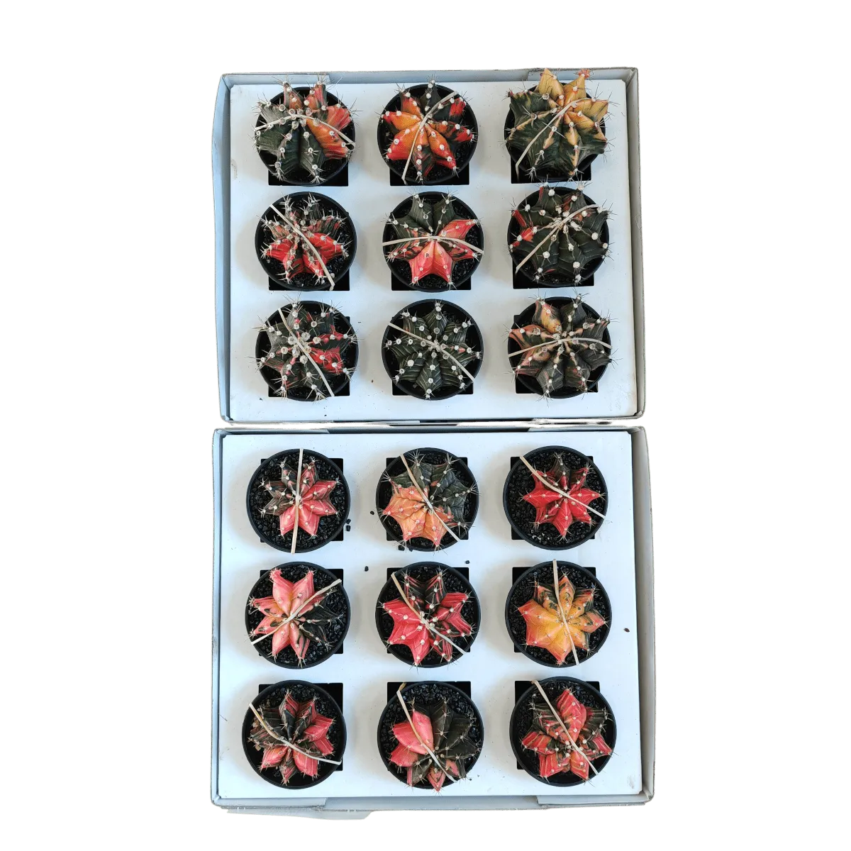 gymnocalycium mix variegata gm - slika 2