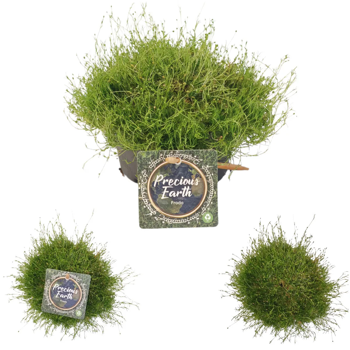 sagina subulata ‘mossy frodo’ - slika 2