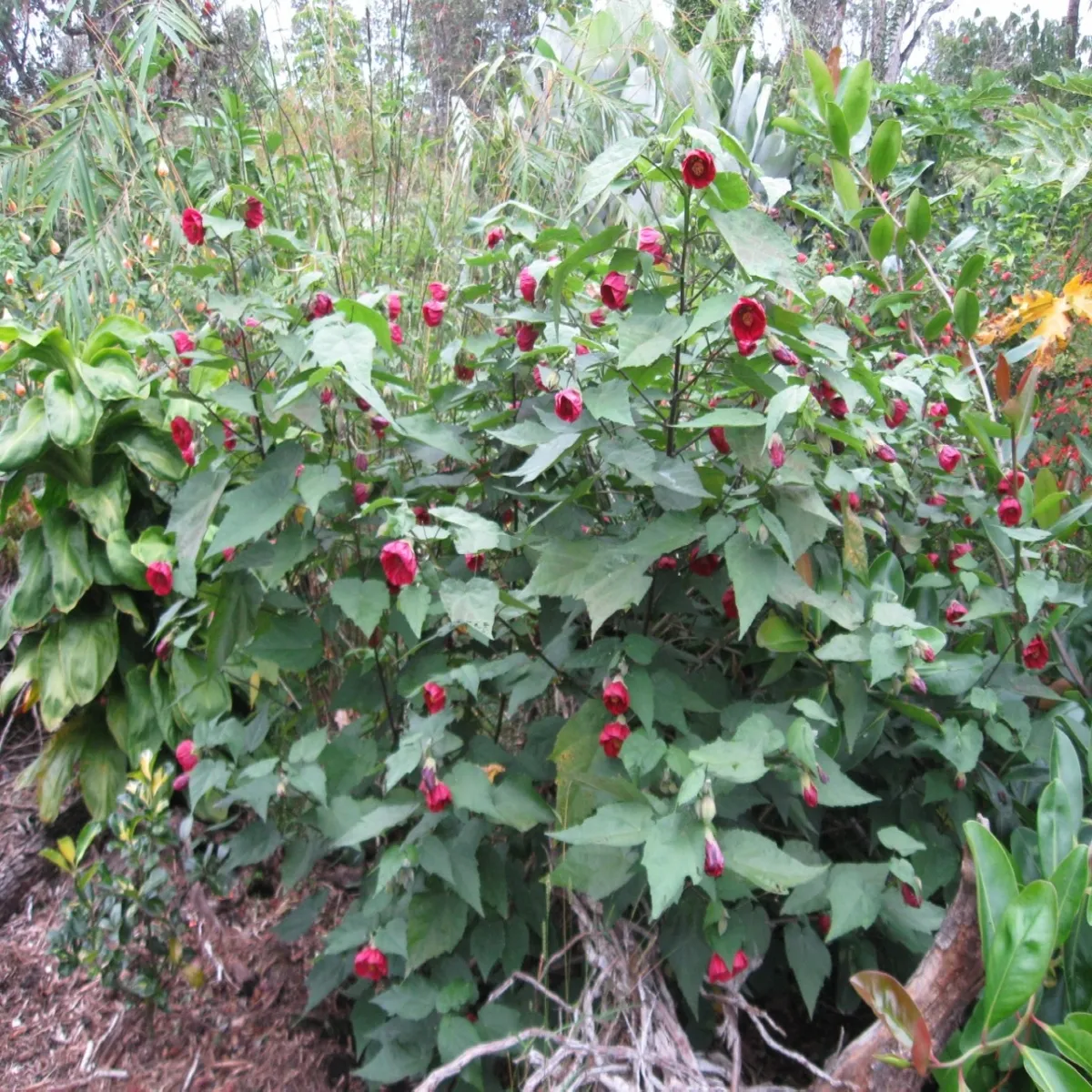 abutilon “sobni javor” - slika 3