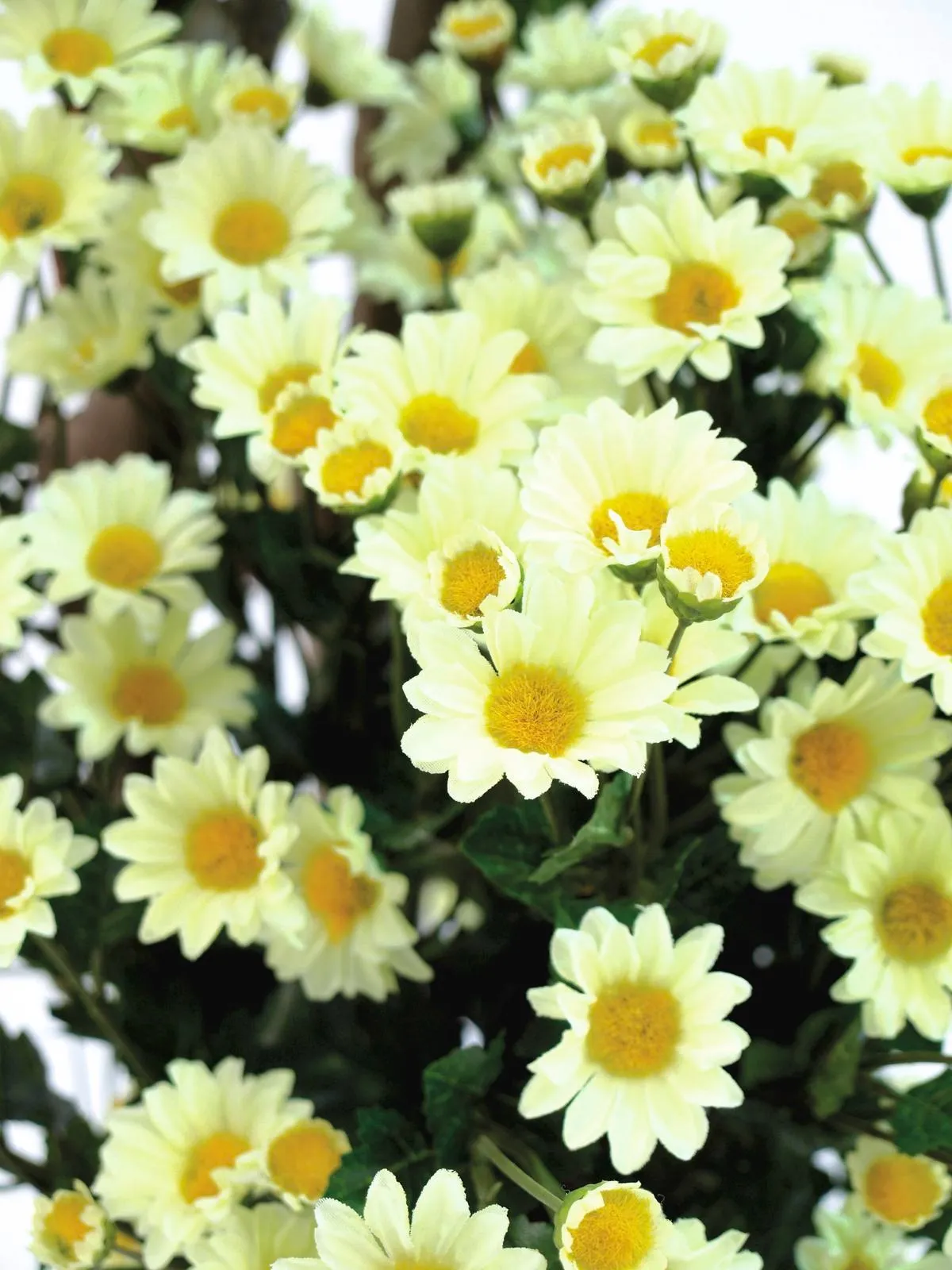 europalms daisy tree, 160cm - slika 2