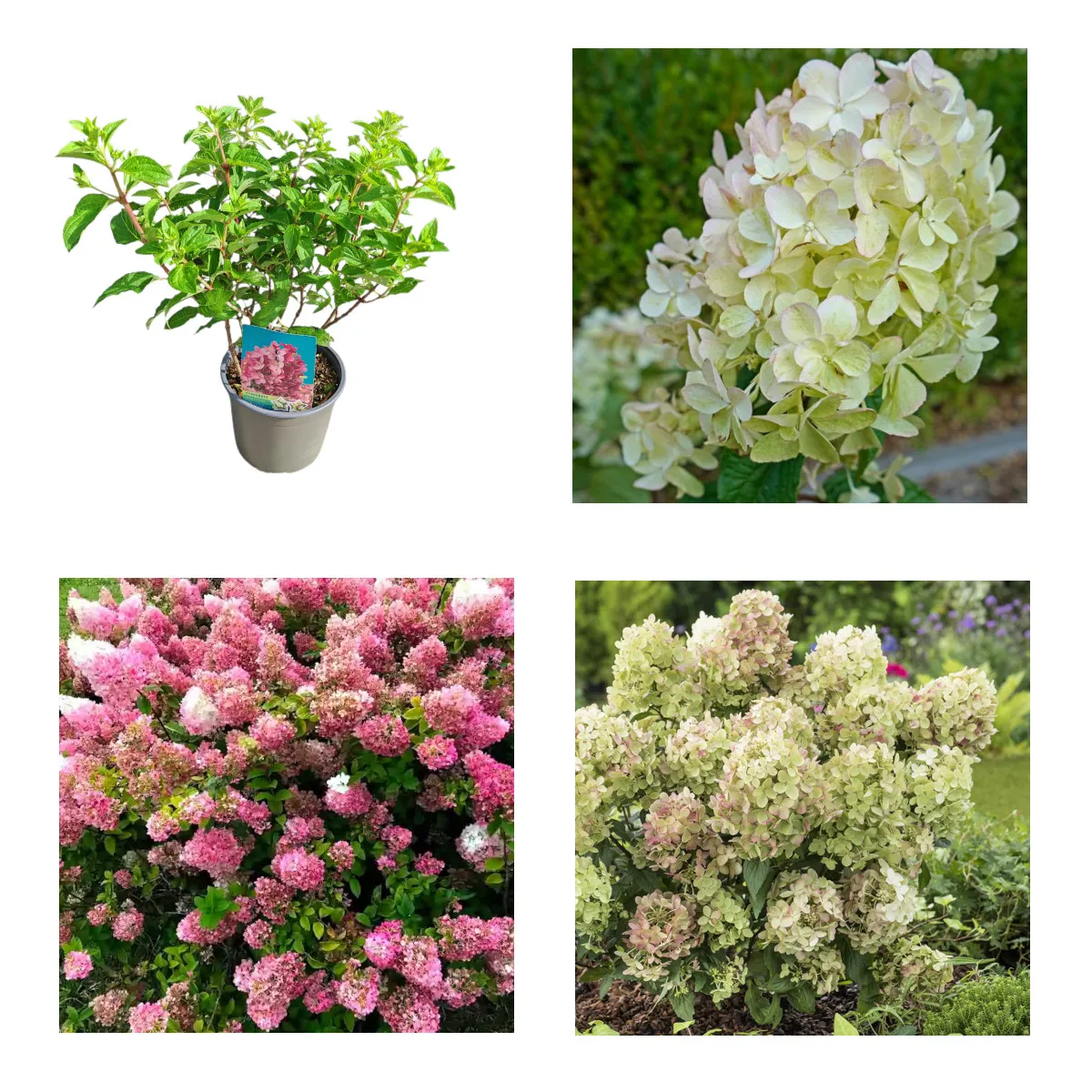 HYDRANGEA P. “Petite Cherry”/mini hortenzija - Nurkovac, Brestovac