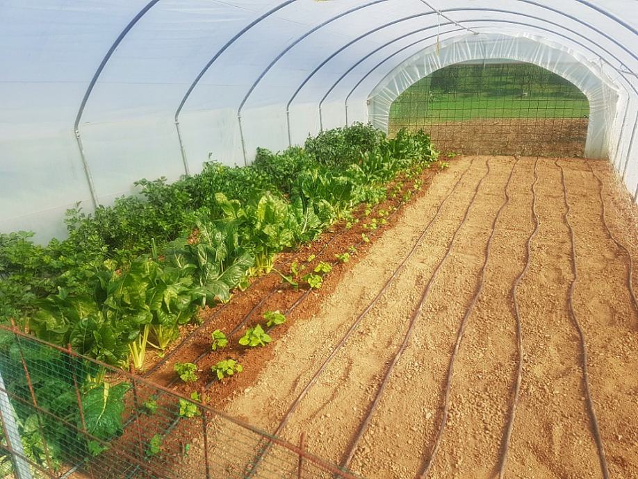 plastenik tunel 4 m širine sa rolo vratima - slika 5