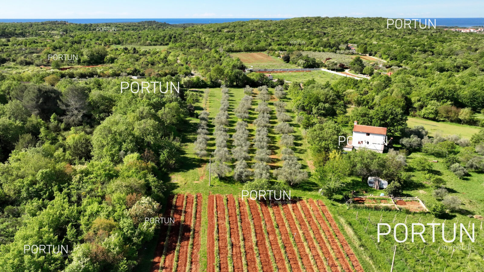 rovinj, maslinik i vinograd - slika 2