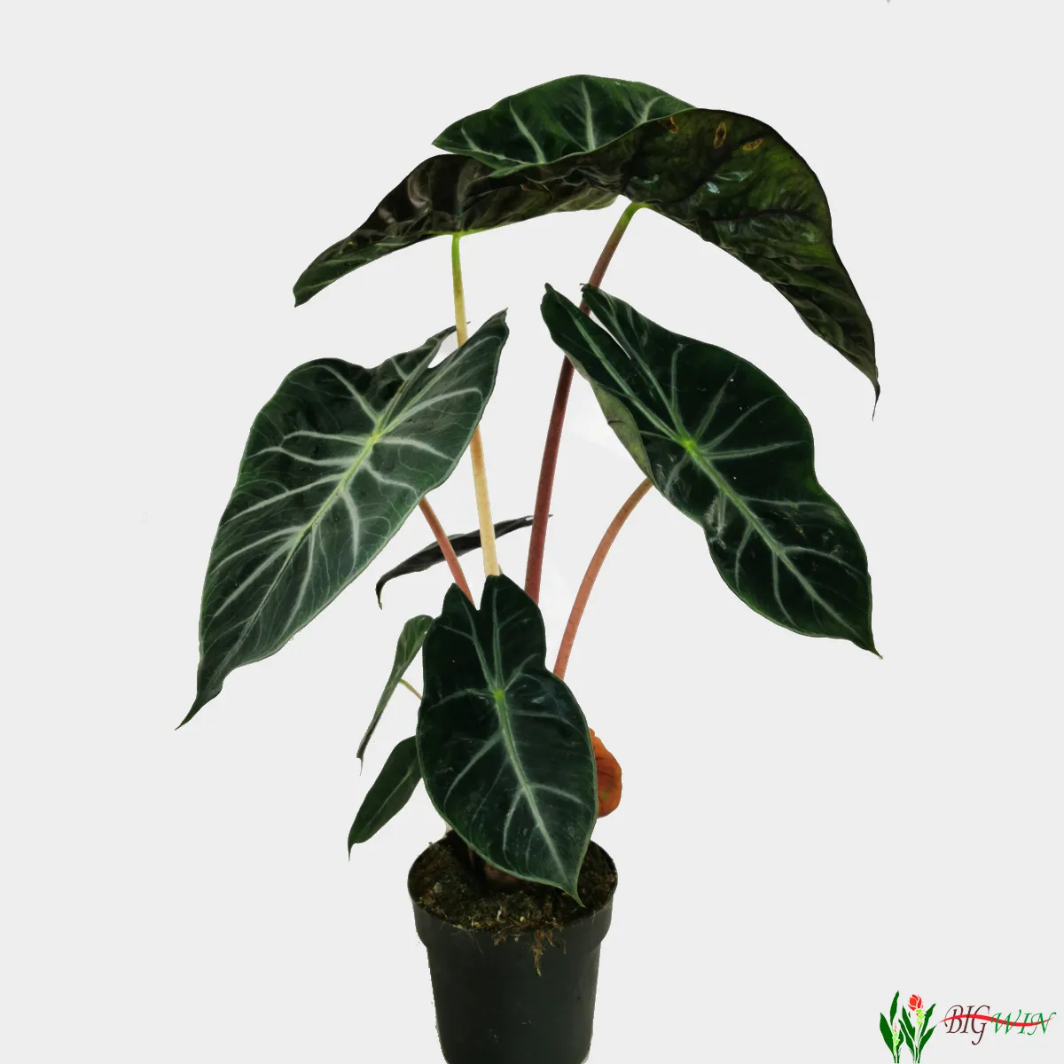 alocasia “pink dragon” - slika 2