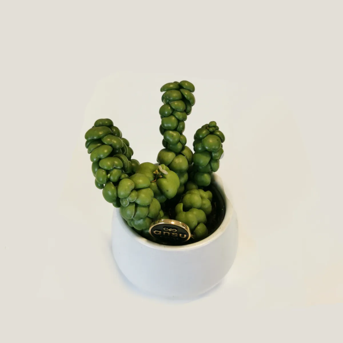 dischidia”pangolin kisses” - slika 5