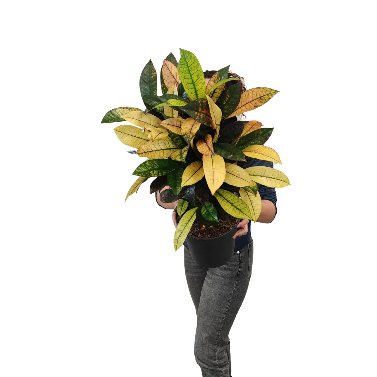 CODIAEUM VARIEGATA “Mrs Iceton” - Brestovac