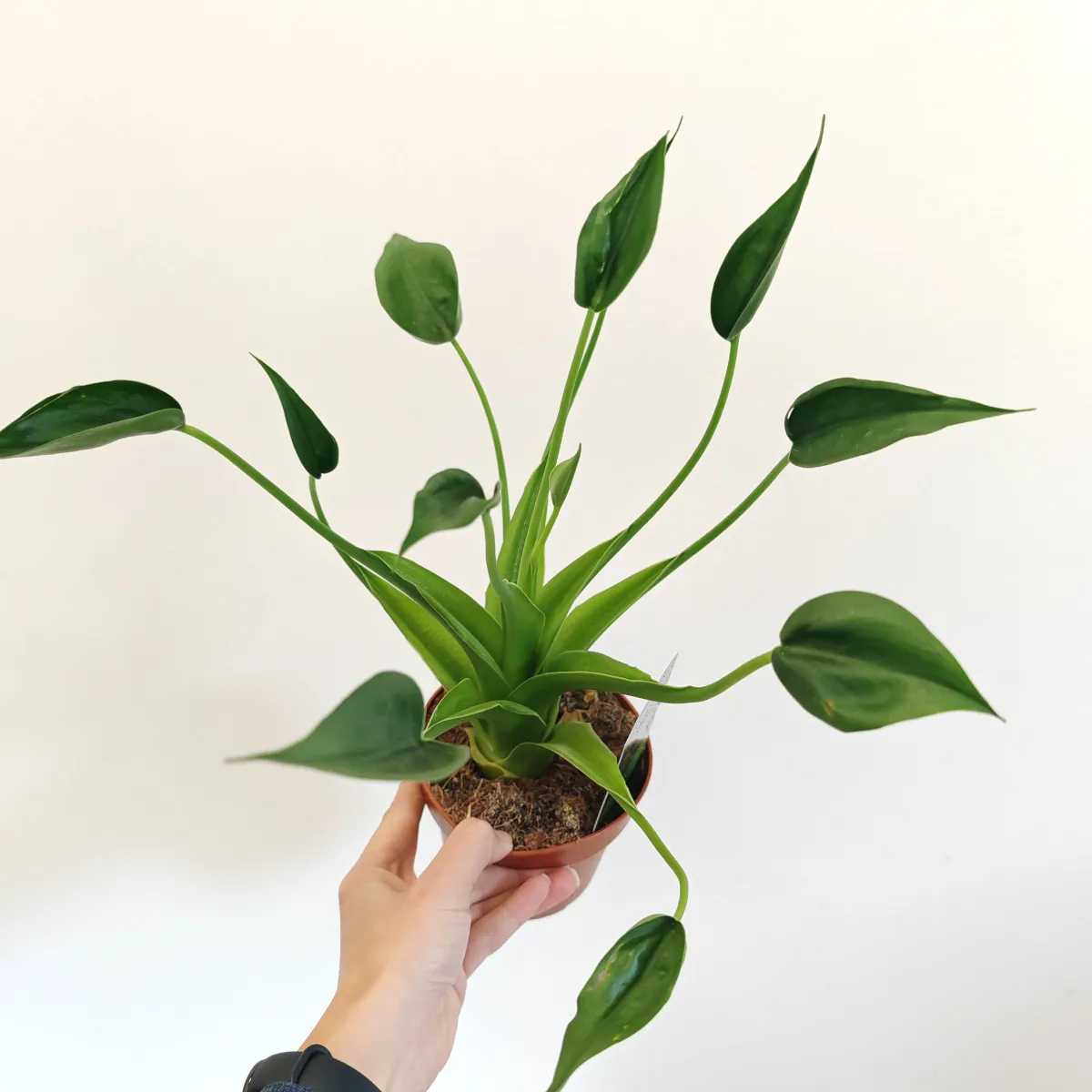 alocasia “tiny dancers” - slika 3