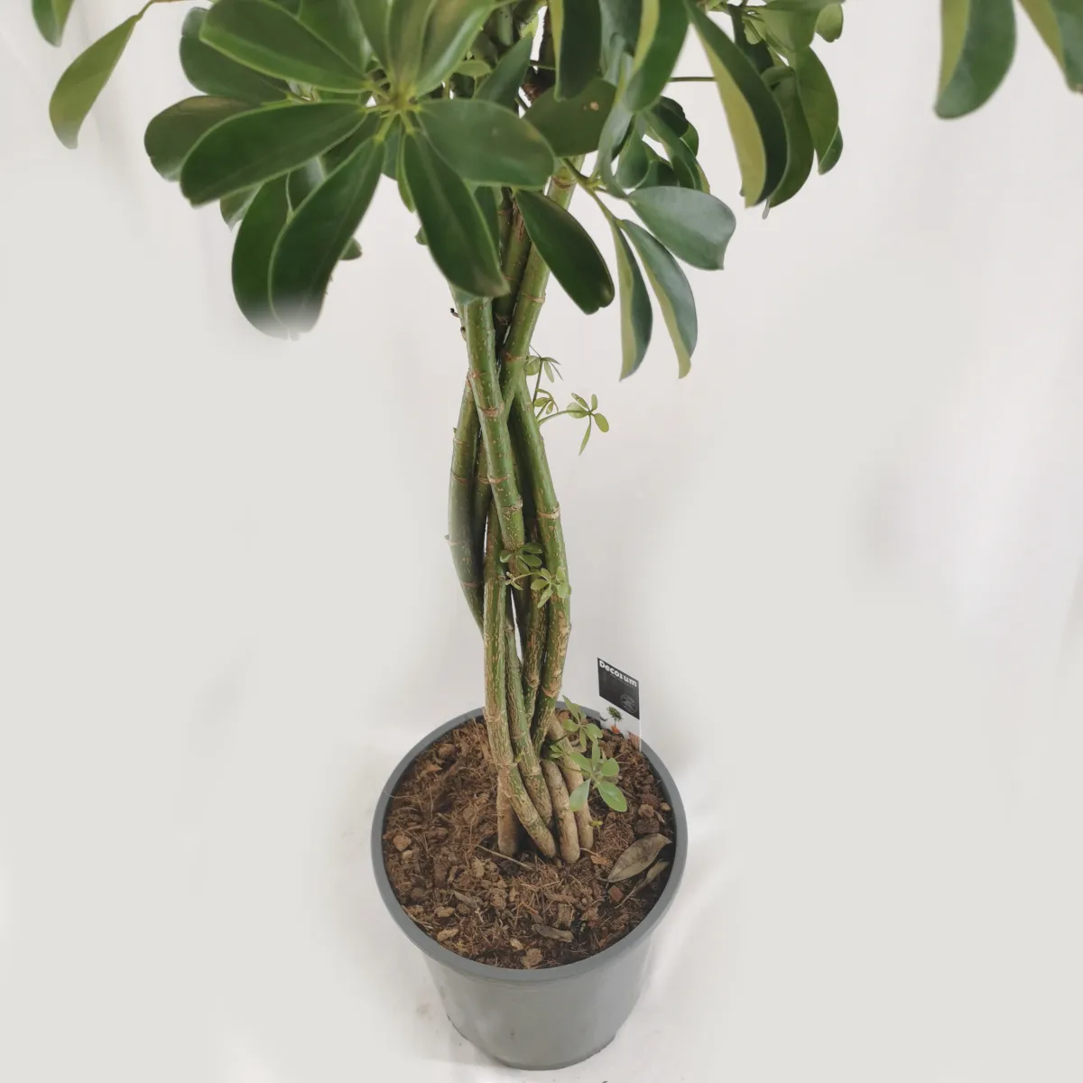 schefflera arb. braided - slika 2