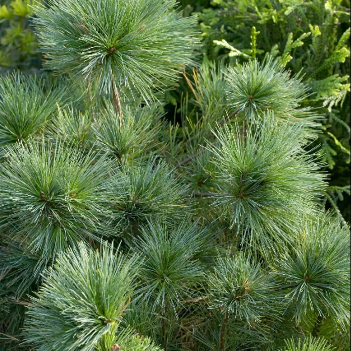pinus strobus “blue shag” - slika 2
