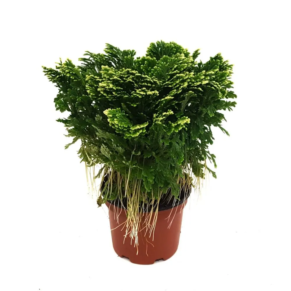 SELAGINELLA MARTENSII “Jori” - Brestovac