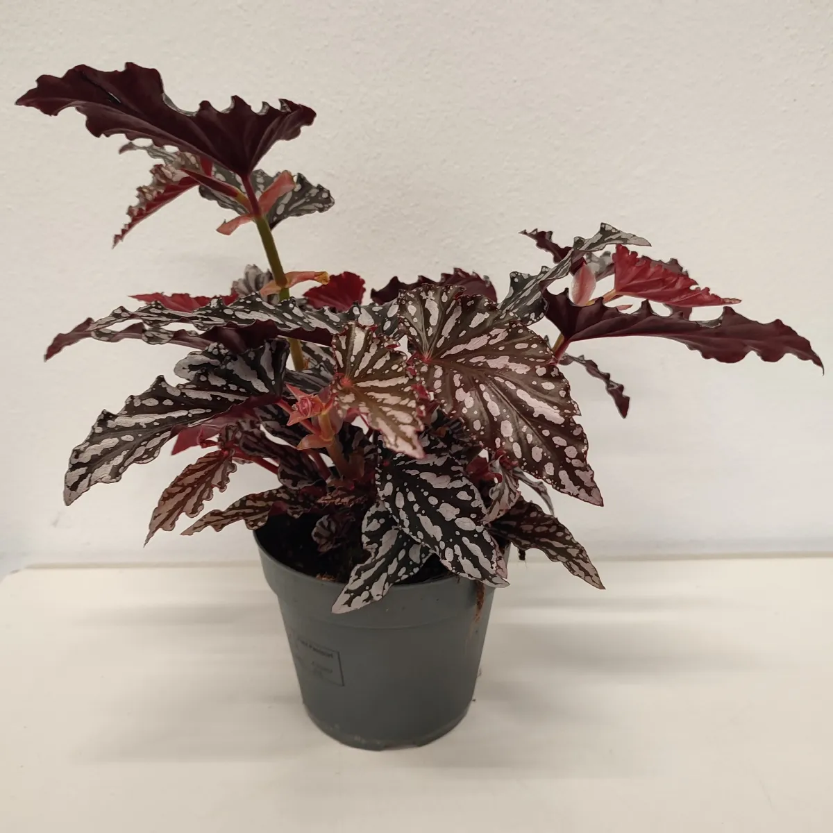 begonia b. mac. “spotlight dark” - slika 2