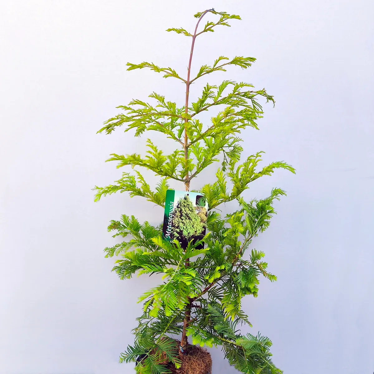 metasekvoja gl. “chubby” - slika 2