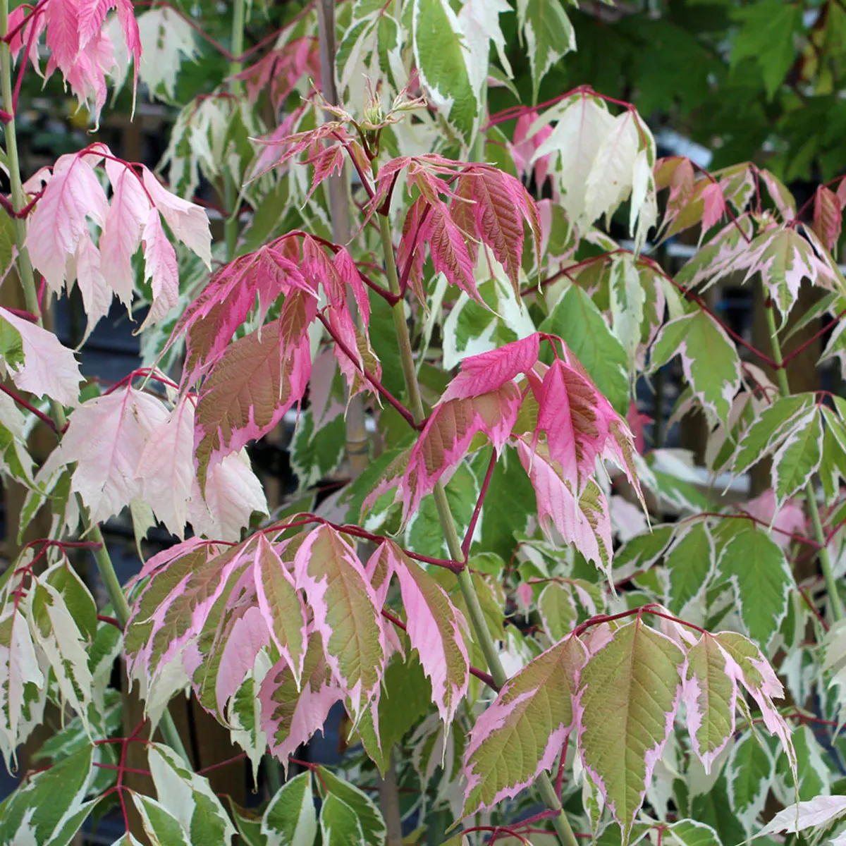 ACER NEGUNDO “Flamingo” - Nurkovac, Brestovac