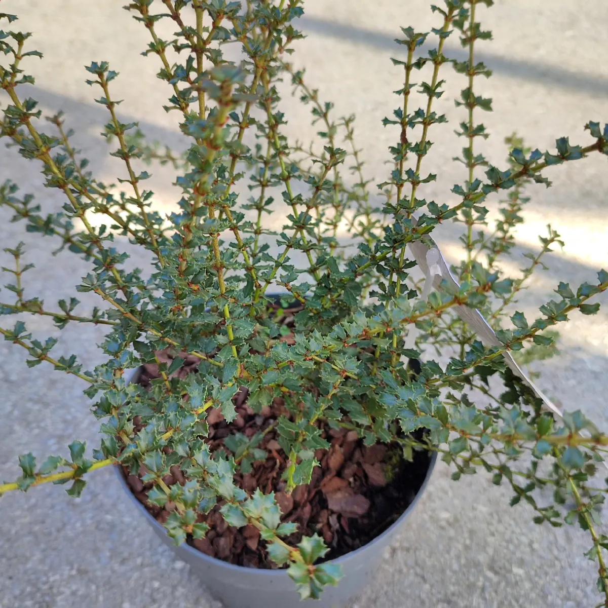 ceanothus “blue passion” - slika 3