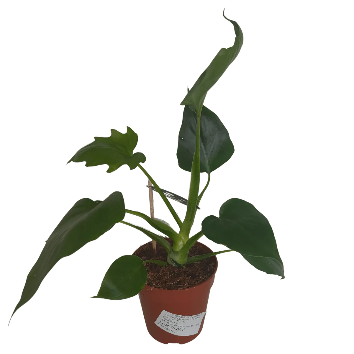 philodendron “warszewiczii” - slika 3
