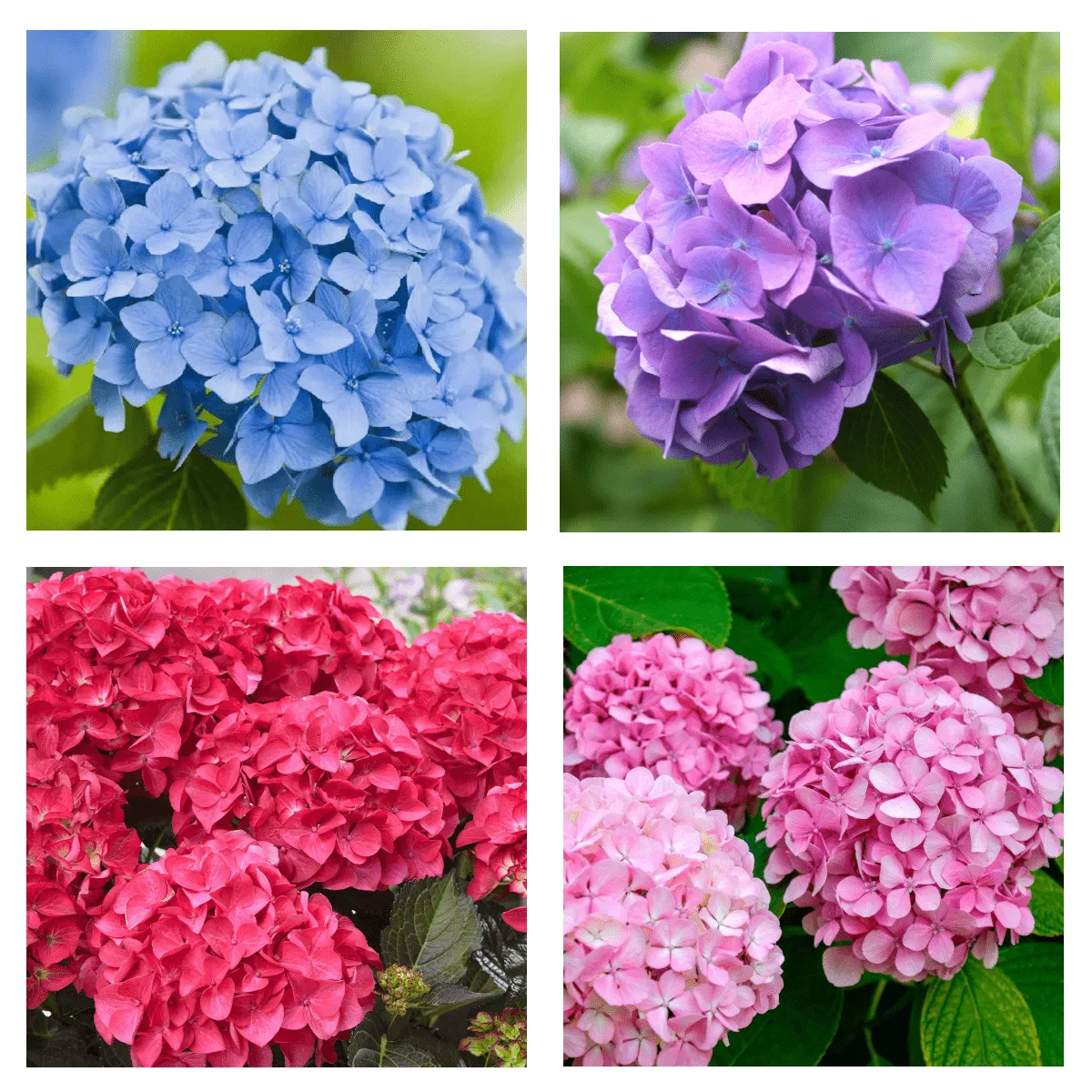 HYDRANGEA MAC./zeljasta hortenzija - Nurkovac, Brestovac