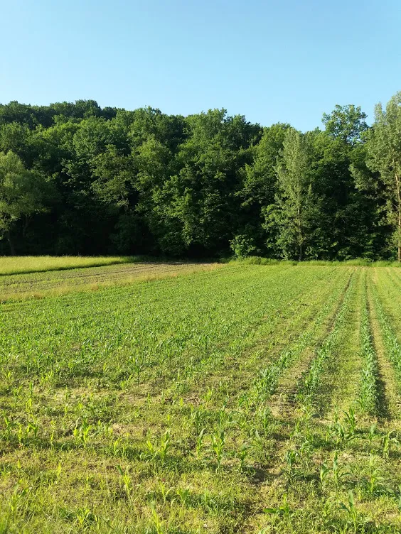 Šume jedna pokraj druge u Trnjanskim Kutima od ukupno 14.059 m2. - Trnjanski Kuti, Oprisavci