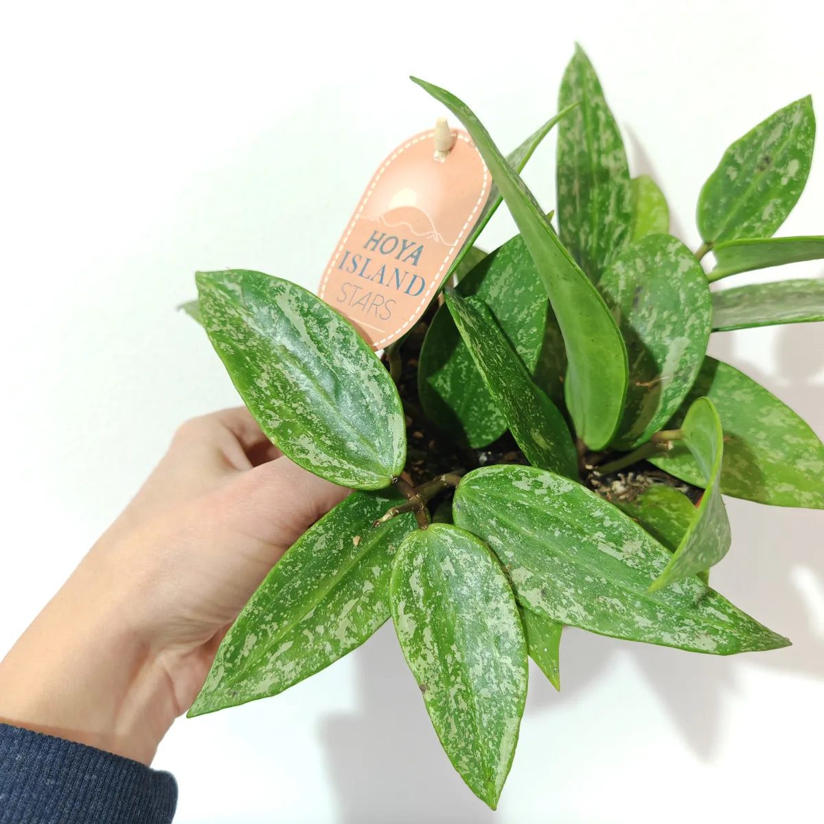 hoya “rangsan” - slika 3