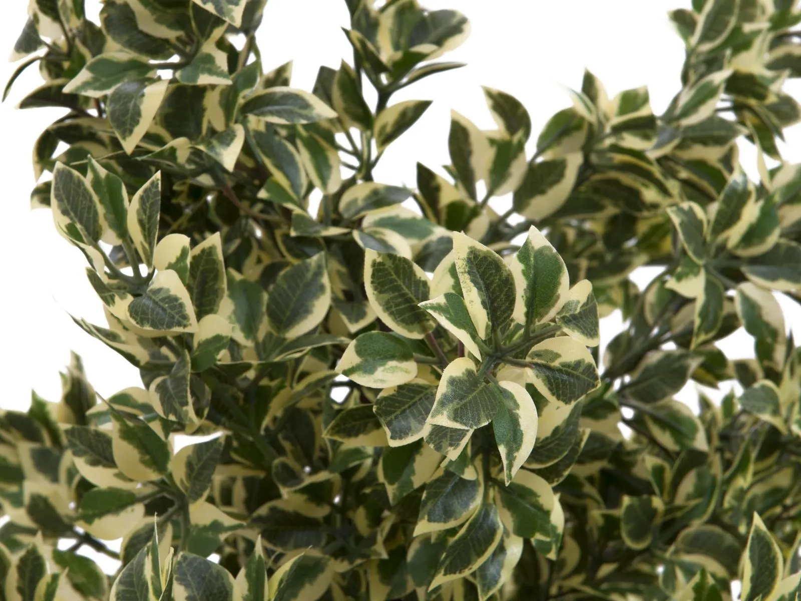 europalms wood ficus silver leaf, 120cm - slika 2
