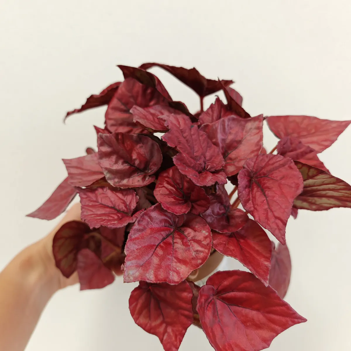 begonia foliage - slika 6
