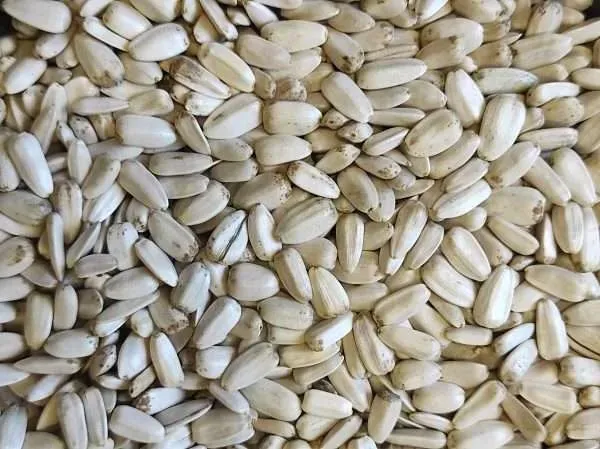 Bijeli suncokret “Egypt” 1kg - Đakovo