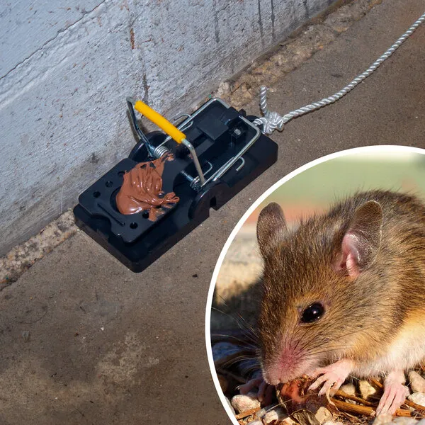 Mišolovka House Mouse - Zagreb