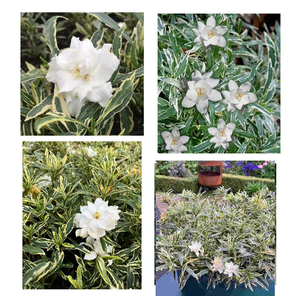GARDENIA J. “Golden Crown” - Brestovac