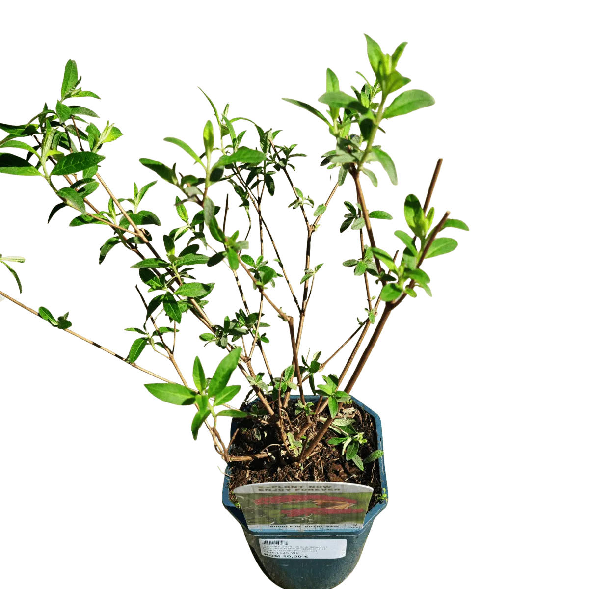 buddleja davidii “royal red” - slika 2