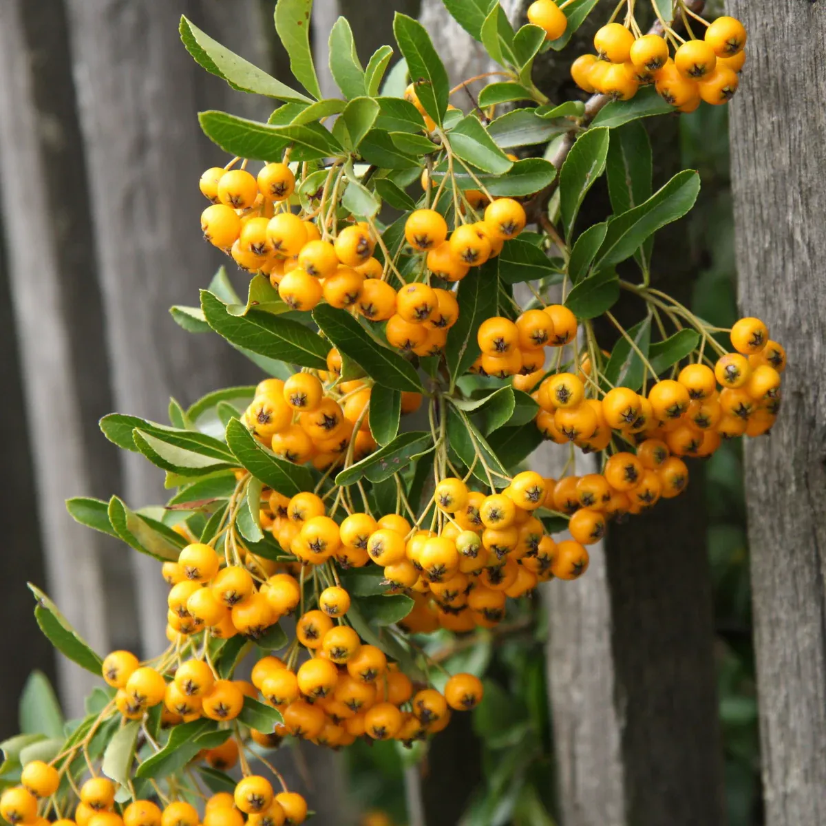 pyracantha coc. / vatreni trn - slika 2