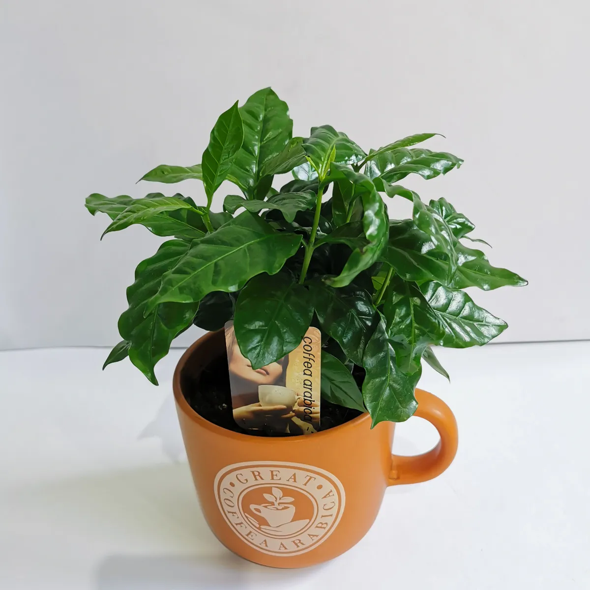 coffee arabica “nana” - slika 5