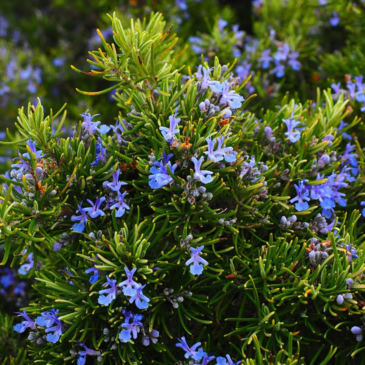 rosmarinus officinalis - slika 2